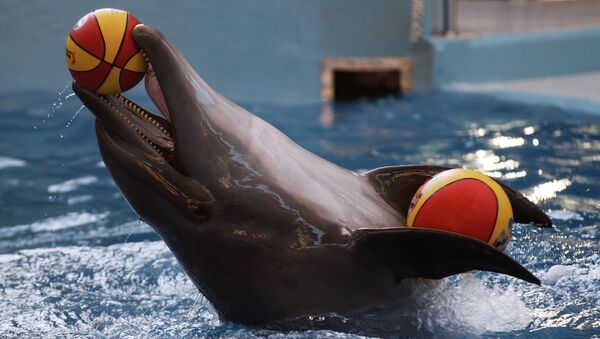 Delfín en el gran delfinario de Sochi en el Parque Riviera (Archivo) - Sputnik Mundo