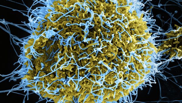 Ebola Virus Particles (imagen referencial) - Sputnik Mundo