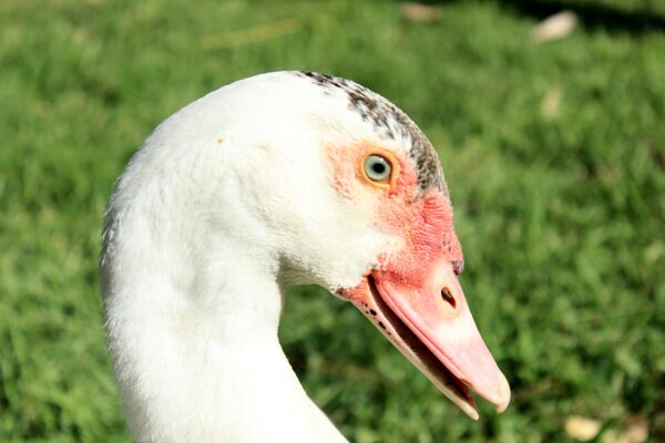 La gripe aviar rebrota en Inglaterra en una granja de patos - Sputnik Mundo