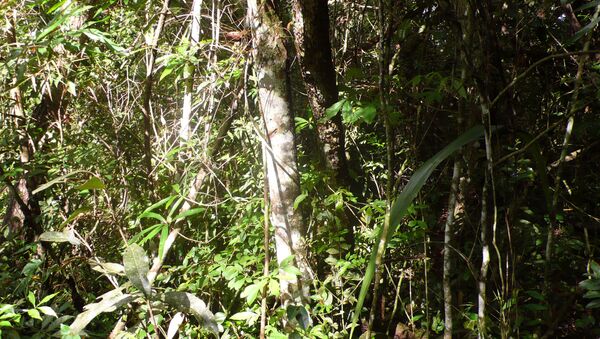 La deforestación del Amazonas aumentó un 467% en octubre - Sputnik Mundo
